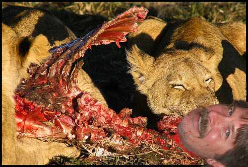 lions eat me