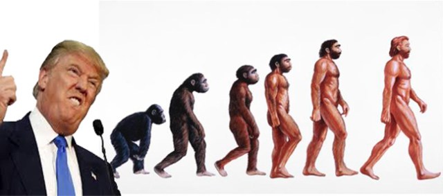 Stages in human evolution