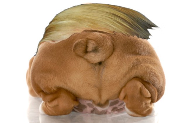 animal-butts-141114-dog