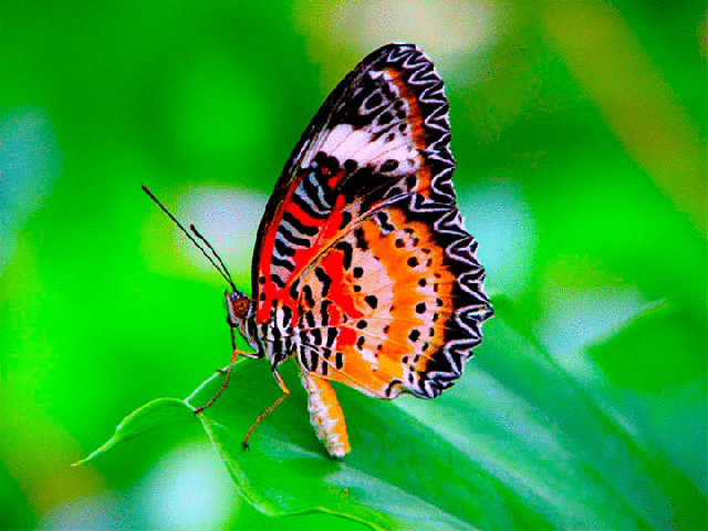 imageedit_1_2086138408