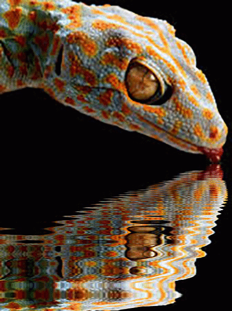 imageedit_1_3952375918