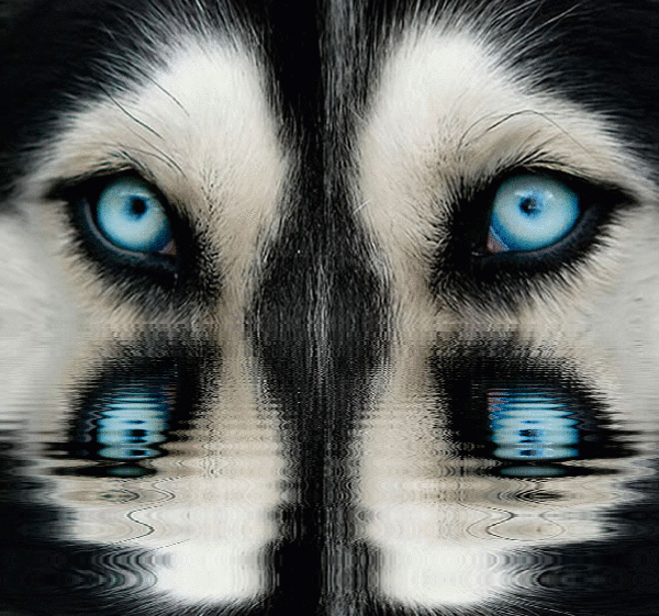 imageedit_1_5963159460