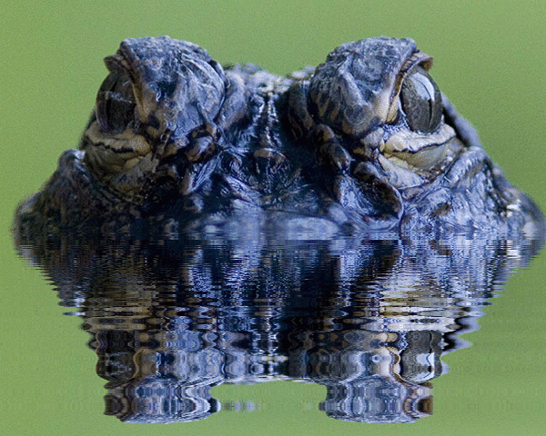 imageedit_1_9135274607