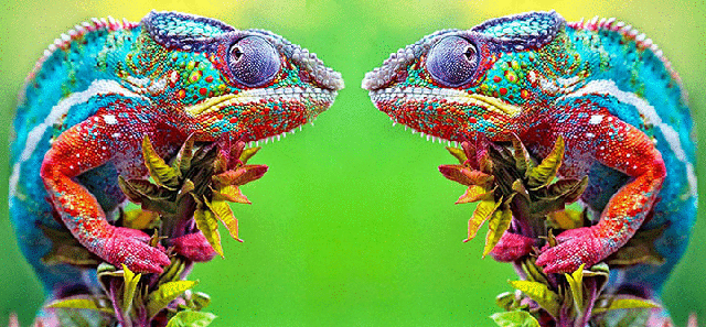 imageedit_2_2265316437