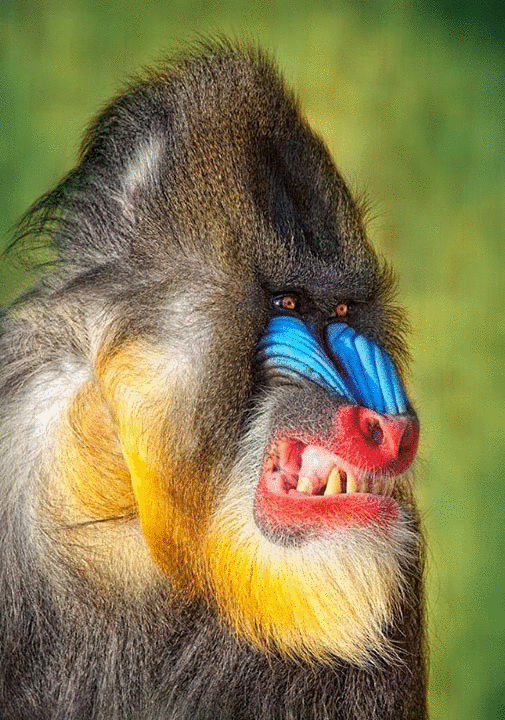 imageedit_2_7652478728