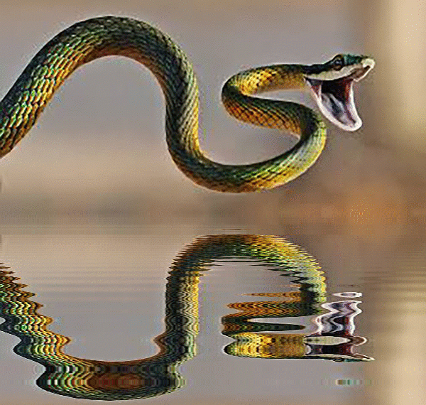 imageedit_1_2333773609