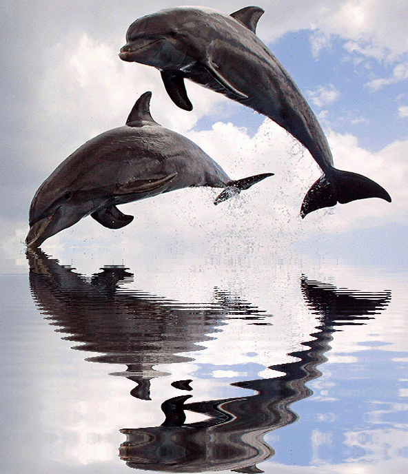 imageedit_1_2739639926