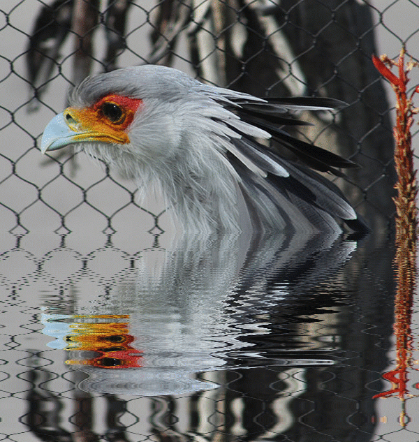 imageedit_1_7350114941