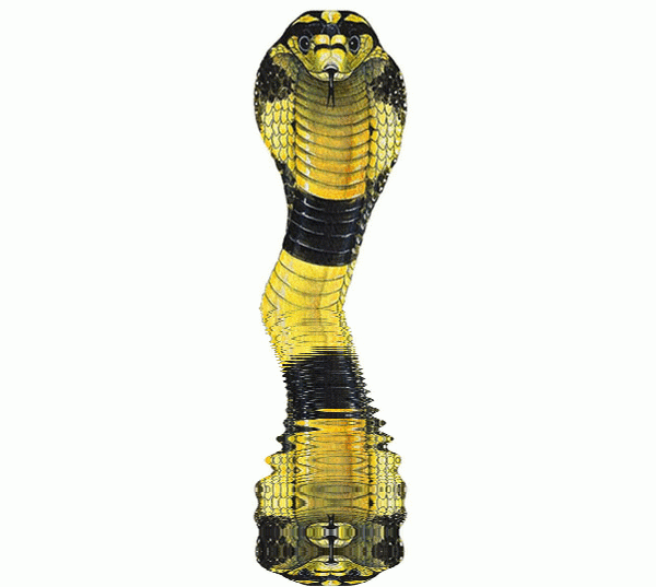 imageedit_1_8547687280