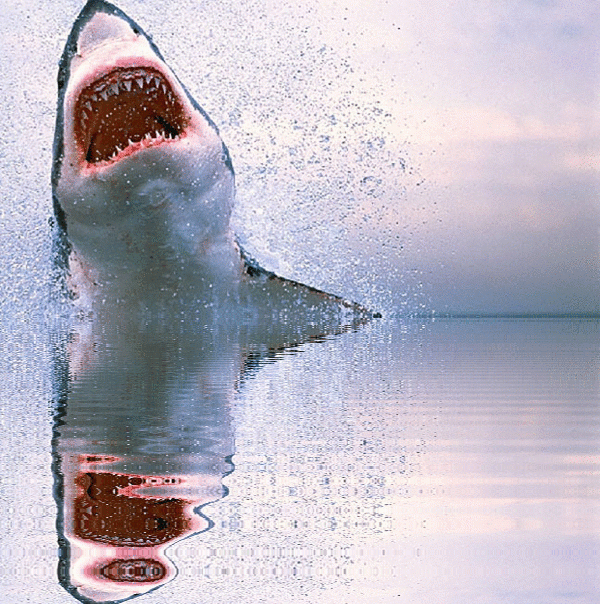 imageedit_1_8795200038