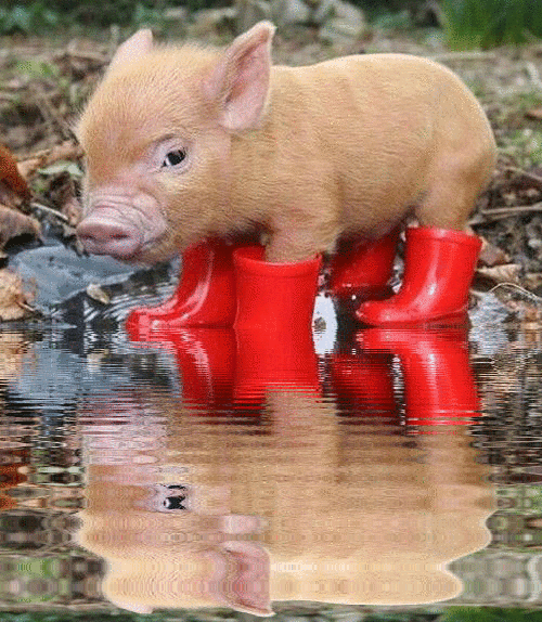 imageedit_1_4527073219