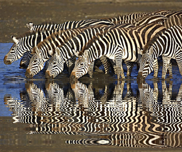 imageedit_1_7045995175