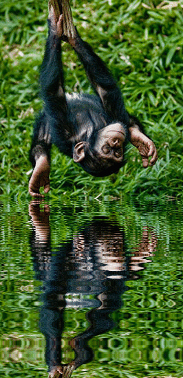 imageedit_1_4234547935