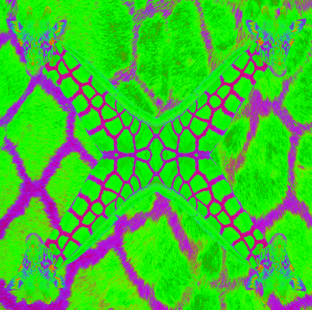 imageedit_3_5525667719