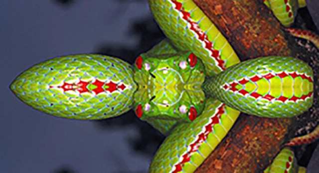 POPE'S PIT VIPER  Trimeresurus popeiorum Venomous Uncommon Generally encountered at night above an elevation of 800 metres.. Image shot 2008. Exact date unknown.