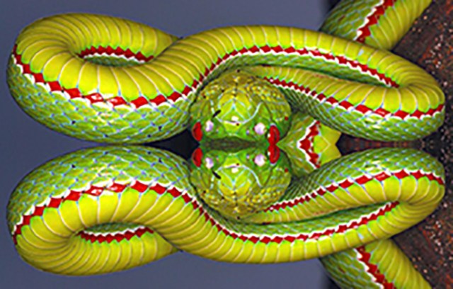 POPE'S PIT VIPER  Trimeresurus popeiorum Venomous Uncommon Generally encountered at night above an elevation of 800 metres.. Image shot 2008. Exact date unknown.