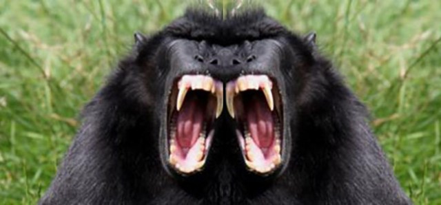 Sulawesi Crested Macaque, black monkey. Image shot 2011. Exact date unknown.