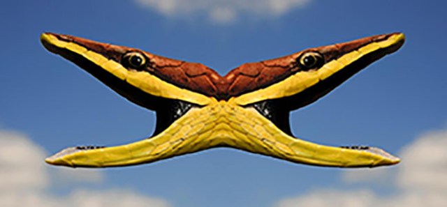 Mexican vine snake (Oxybelis aeneus), threatening posture with open mouth, Honduras, La Mosquitia, Las Marias